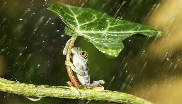 青蛙在雨中撑伞背景