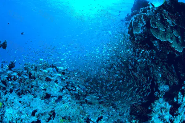 高清海底图片