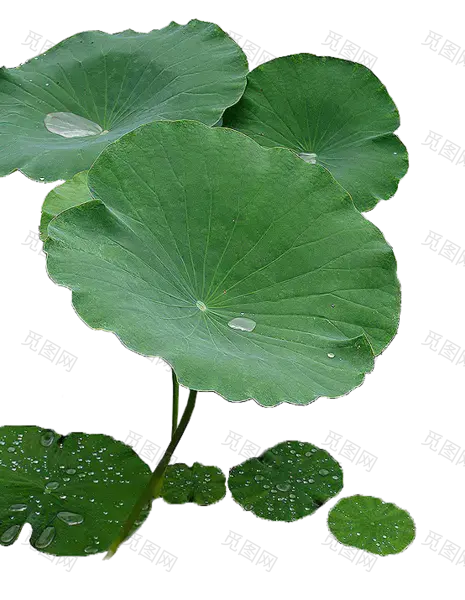 荷-叶 露珠 露水 绿色荷叶png(554x715)