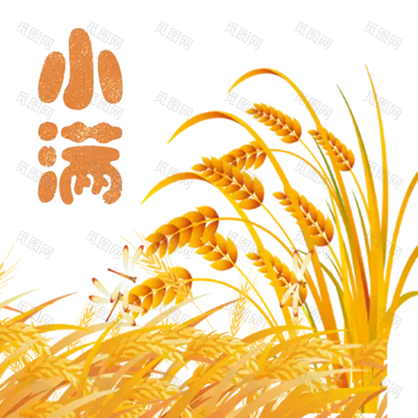 二十四节气小满麦穗庄稼素