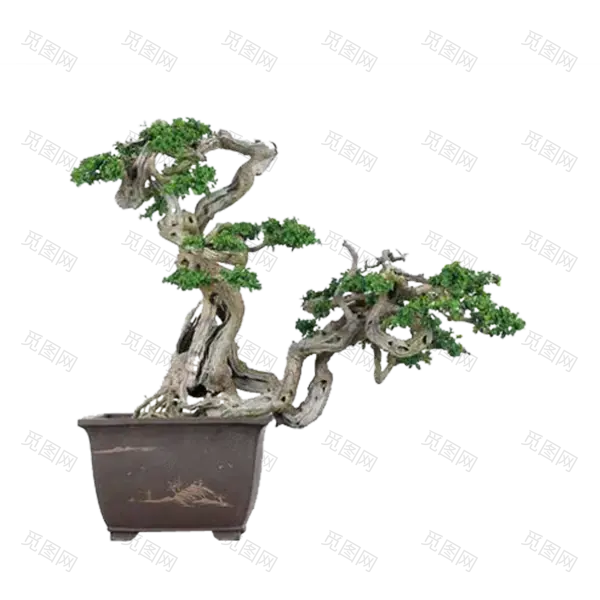 精美的植物盆景png