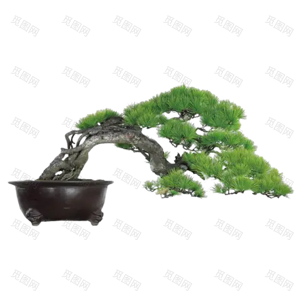 精美的植物盆景png