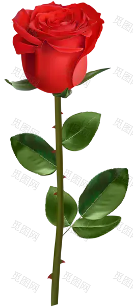 玫瑰花