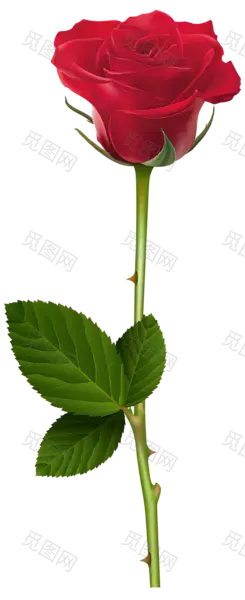 玫瑰花